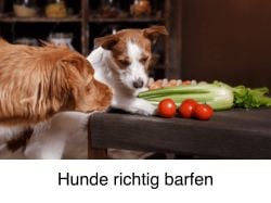 Hunde richtig Barfen